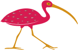 ibis