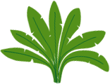 palm-leaves-green