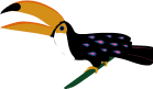 toucan